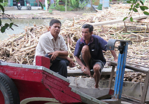 Mía Cà Mau bị đốt bỏ đã được tiêu thụ trở lại